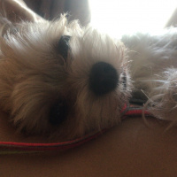 Yorkshire Terrier, Köpek  Tito fotoğrafı
