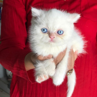 Exotic Shorthair, Kedi  Pamuk fotoğrafı