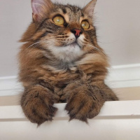 Norwegian Forest, Kedi  Haydar fotoğrafı