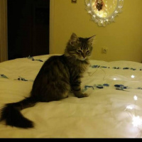 Norwegian Forest, Kedi  Haydar fotoğrafı