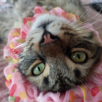 Norwegian Forest, Kedi  Haydar fotoğrafı