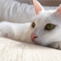 Ankara Kedisi, Kedi  Lili fotoğrafı