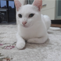 Ankara Kedisi, Kedi  Lili fotoğrafı