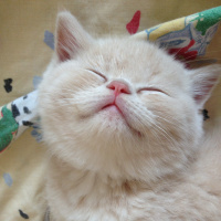 British Shorthair, Kedi  Paşa fotoğrafı
