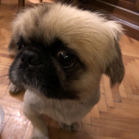 Pekingese, Köpek  Pascal fotoğrafı