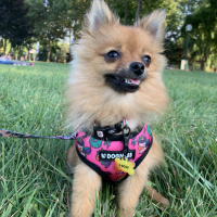 Pomeranyalı, Köpek  S-Boss fotoğrafı