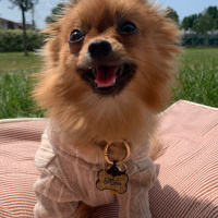 Pomeranyalı, Köpek  S-Boss fotoğrafı