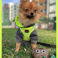 Pomeranyalı, Köpek  S-Boss fotoğrafı