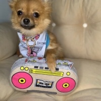 Pomeranyalı, Köpek  S-Boss fotoğrafı