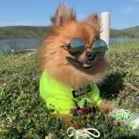 Pomeranyalı, Köpek  S-Boss fotoğrafı