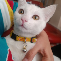 Ankara Kedisi, Kedi  Baby fotoğrafı