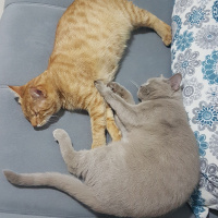 British Shorthair, Kedi  Müezza fotoğrafı