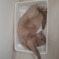British Shorthair, Kedi  Müezza fotoğrafı