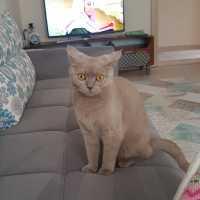 British Shorthair, Kedi  Müezza fotoğrafı
