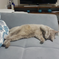 British Shorthair, Kedi  Müezza fotoğrafı