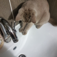 British Shorthair, Kedi  Müezza fotoğrafı
