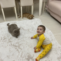 British Shorthair, Kedi  Müezza fotoğrafı