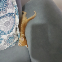 Sarman, Kedi  Güneş fotoğrafı
