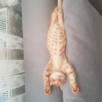 Sarman, Kedi  Güneş fotoğrafı
