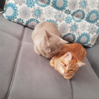 Sarman, Kedi  Güneş fotoğrafı