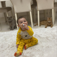 Sarman, Kedi  Güneş fotoğrafı