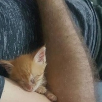 Sarman, Kedi  Güneş fotoğrafı