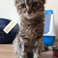 Norwegian Forest, Kedi  Chivas fotoğrafı