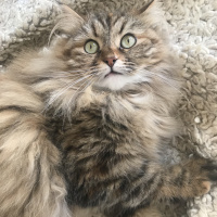 Norwegian Forest, Kedi  Chivas fotoğrafı