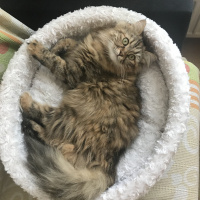 Norwegian Forest, Kedi  Chivas fotoğrafı