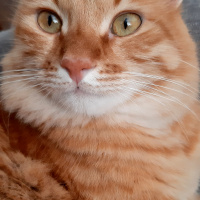 Sarman, Kedi  RIFKI fotoğrafı