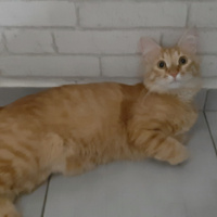 Sarman, Kedi  RIFKI fotoğrafı