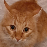 Sarman, Kedi  RIFKI fotoğrafı