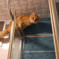 Sarman, Kedi  RIFKI fotoğrafı