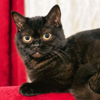 British Shorthair, Kedi  Aykız fotoğrafı