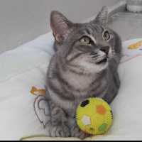 Tekir Kedi, Kedi  GAR fotoğrafı