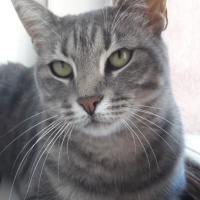 Tekir Kedi, Kedi  GAR fotoğrafı