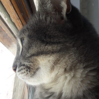 Tekir Kedi, Kedi  GAR fotoğrafı