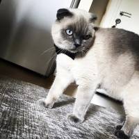Scottish Fold, Kedi  Rıfkı fotoğrafı