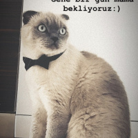 Scottish Fold, Kedi  Rıfkı fotoğrafı