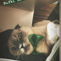 Scottish Fold, Kedi  Rıfkı fotoğrafı