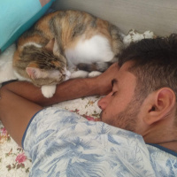 Tekir Kedi, Kedi  Boncuk fotoğrafı