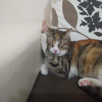 Tekir Kedi, Kedi  Boncuk fotoğrafı