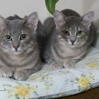 Tekir Kedi, Kedi  korsan fotoğrafı