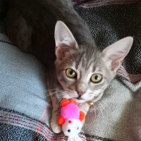 Tekir Kedi, Kedi  korsan fotoğrafı