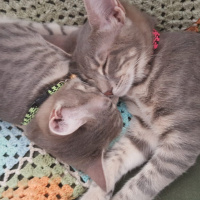 Tekir Kedi, Kedi  korsan fotoğrafı