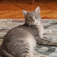 Tekir Kedi, Kedi  korsan fotoğrafı