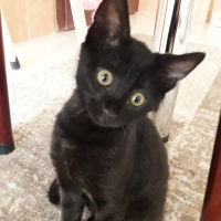 Tekir Kedi, Kedi  Kadife fotoğrafı