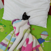 Tekir Kedi, Kedi  Kadife fotoğrafı