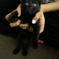 Tekir Kedi, Kedi  Kadife fotoğrafı