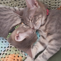 Tekir Kedi, Kedi  çingene fotoğrafı